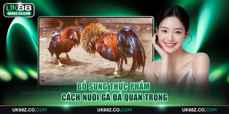 Bổ sung thực phẩm - Cách nuôi gà đá quan trọng