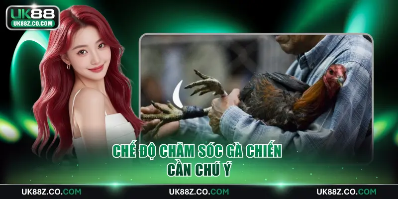 Chế độ chăm sóc gà chiến cần chú ý