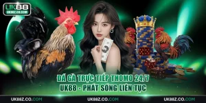 Đá gà trực tiếp Thomo 24/7