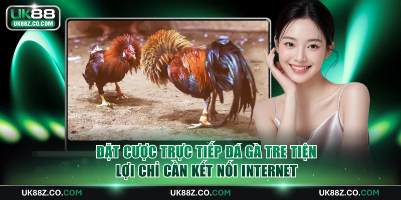Đặt cược trực tiếp đá gà tre tiện lợi chỉ cần kết nối Internet