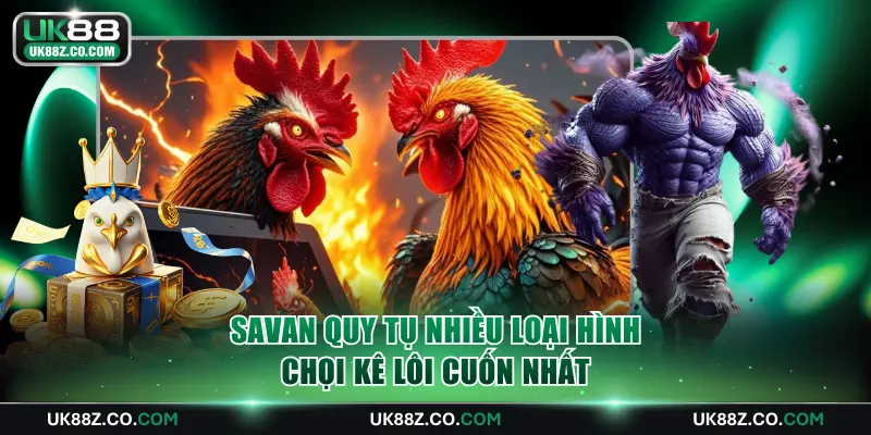 Savan quy tụ nhiều loại hình chọi kê lôi cuốn nhất