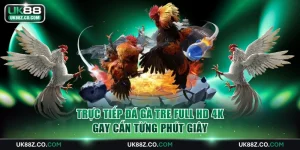 Trực tiếp đá gà tre