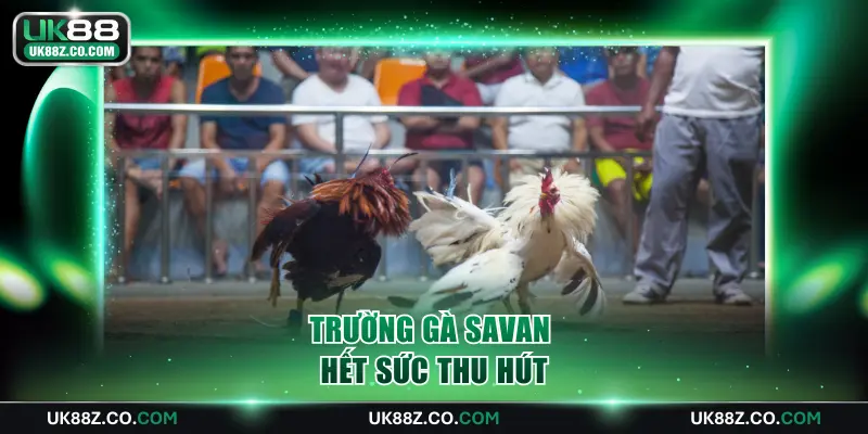 Trường gà Savan hết sức thu hút